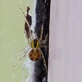 Réf. 201 326 : Phylloneta sp.